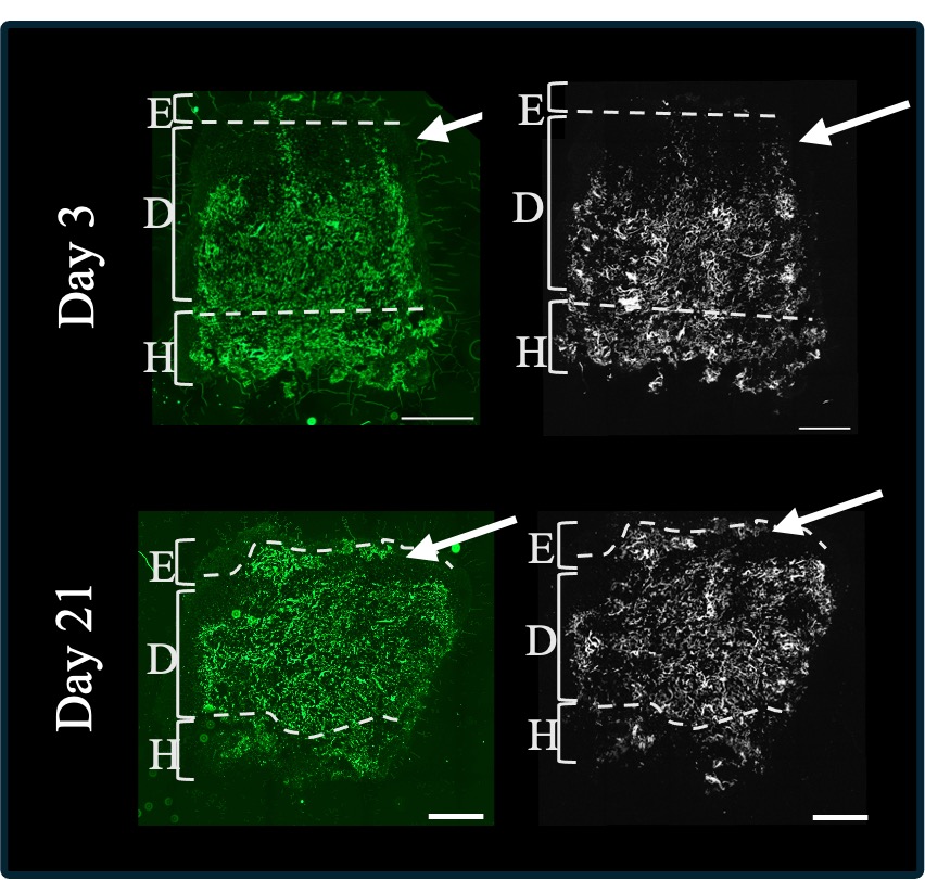 Fluorescent and second harmonic generation imaging of a 3D skin model at day 3 and day 21